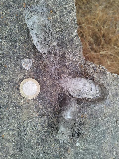 Rastros de Lince ibérico (Lynx pardinus) y aves interesantes en un día otoñal en el S de España- Iberian lynx traces and some interesting birds in autumn day in southern Spain