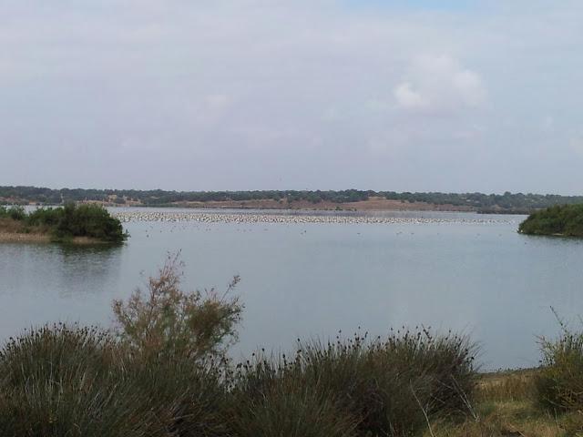Rastros de Lince ibérico (Lynx pardinus) y aves interesantes en un día otoñal en el S de España- Iberian lynx traces and some interesting birds in autumn day in southern Spain