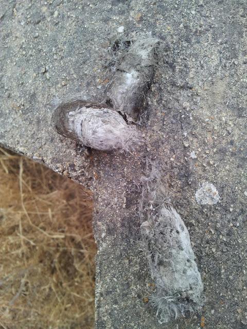 Rastros de Lince ibérico (Lynx pardinus) y aves interesantes en un día otoñal en el S de España- Iberian lynx traces and some interesting birds in autumn day in southern Spain