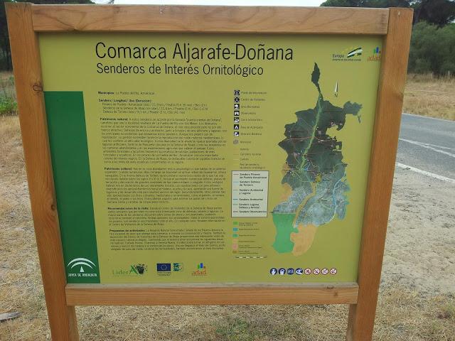 Rastros de Lince ibérico (Lynx pardinus) y aves interesantes en un día otoñal en el S de España- Iberian lynx traces and some interesting birds in autumn day in southern Spain