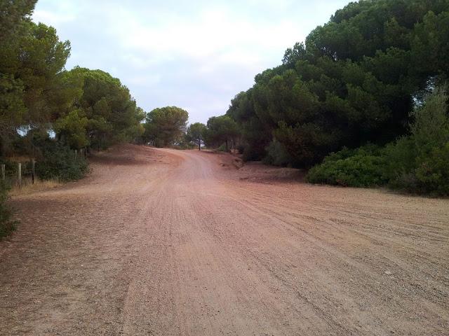Rastros de Lince ibérico (Lynx pardinus) y aves interesantes en un día otoñal en el S de España- Iberian lynx traces and some interesting birds in autumn day in southern Spain
