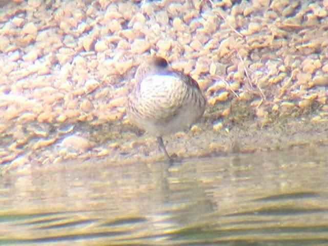 Rastros de Lince ibérico (Lynx pardinus) y aves interesantes en un día otoñal en el S de España- Iberian lynx traces and some interesting birds in autumn day in southern Spain