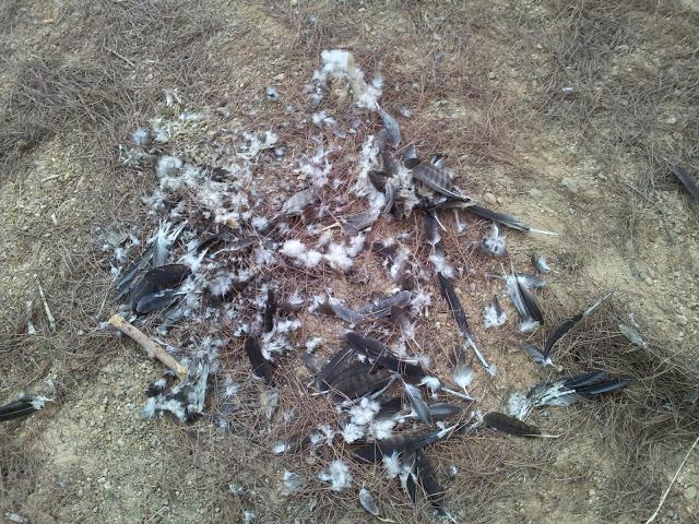 Rastros de Lince ibérico (Lynx pardinus) y aves interesantes en un día otoñal en el S de España- Iberian lynx traces and some interesting birds in autumn day in southern Spain