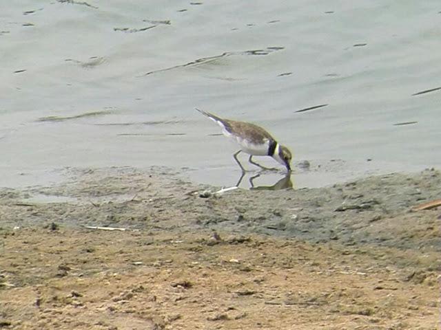 Rastros de Lince ibérico (Lynx pardinus) y aves interesantes en un día otoñal en el S de España- Iberian lynx traces and some interesting birds in autumn day in southern Spain