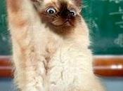 Semana gato: 3-los porqués gato