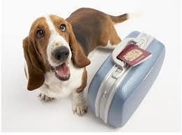 Vacaciones pero en Familia y con nuestra mascota a todos lados