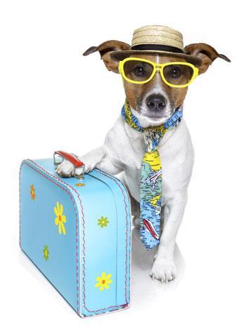 Vacaciones pero en Familia y con nuestra mascota a todos lados