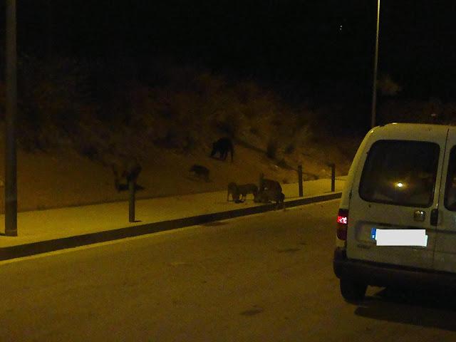 BARCELONA... JABALÍES...29-08-2013...