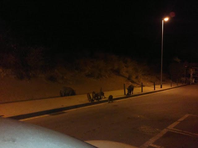 BARCELONA... JABALÍES...29-08-2013...