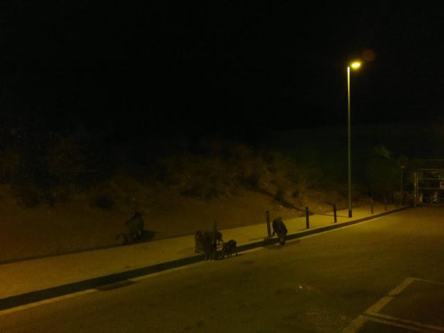 BARCELONA... JABALÍES...29-08-2013...