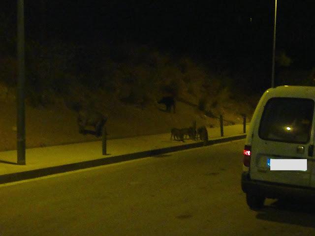 BARCELONA... JABALÍES...29-08-2013...