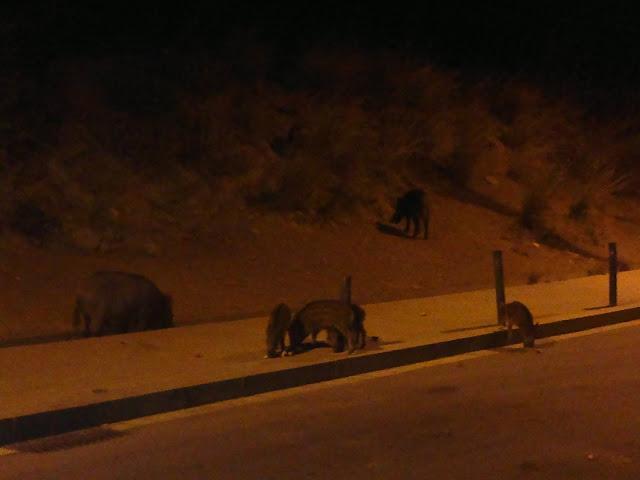 BARCELONA... JABALÍES...29-08-2013...