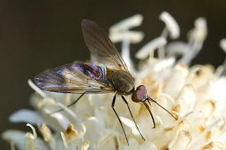 Para ampliar Phthiria sp. (Meigen, 1820) hacer clic