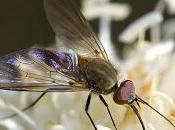 Phthiria (Meigen, 1820)