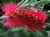 Bottlebrush Stiff