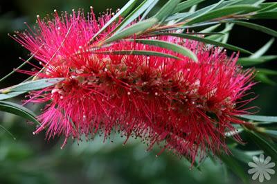 Bottlebrush Stiff