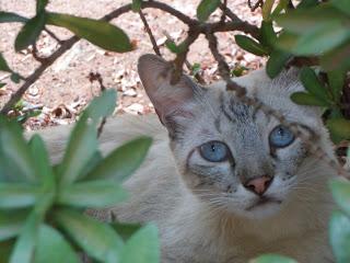 Una imagen vale más que 1000 palabras