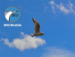 Actividades sobre aves migratorias de SEO/BirdLife (España)