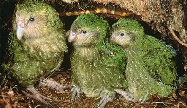 El Kakapo: un loro casi extinguido, que huele a flores, organiza torneos y no sabe volar