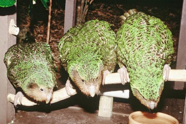 El Kakapo: un loro casi extinguido, que huele a flores, organiza torneos y no sabe volar