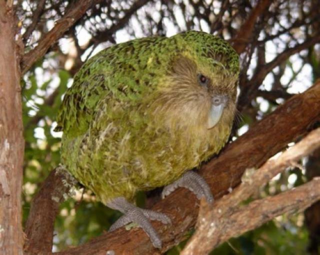 El Kakapo: un loro casi extinguido, que huele a flores, organiza torneos y no sabe volar