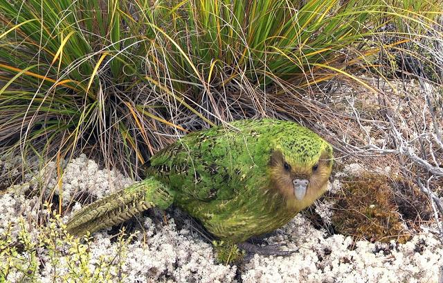 El Kakapo: un loro casi extinguido, que huele a flores, organiza torneos y no sabe volar