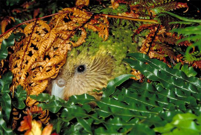 El Kakapo: un loro casi extinguido, que huele a flores, organiza torneos y no sabe volar