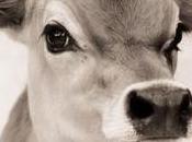 endorfinas responsables nuestro buen humor