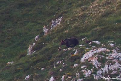 El oso ya es un problema