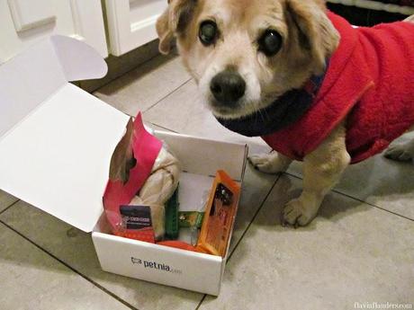 FIRULAIS PRESENTA PETNIABOX