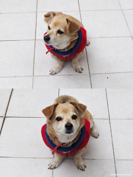 FIRULAIS PRESENTA PETNIABOX