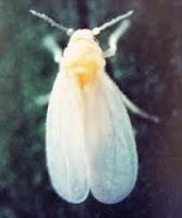 La mosca blanca es un insecto que ataca cultivos como la ...