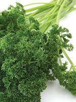 Comida para compartir con tu mascota el mejor nuestros perros