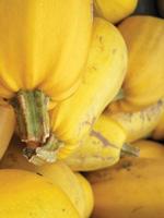 Comida para compartir con tu mascota el mejor nuestros perros