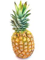 Comida para compartir con tu mascota el mejor nuestros perros