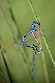 Para ampliar Enallagma cyathigerum (Charpentier, 1840) Caballito del diablo azul hacer clic