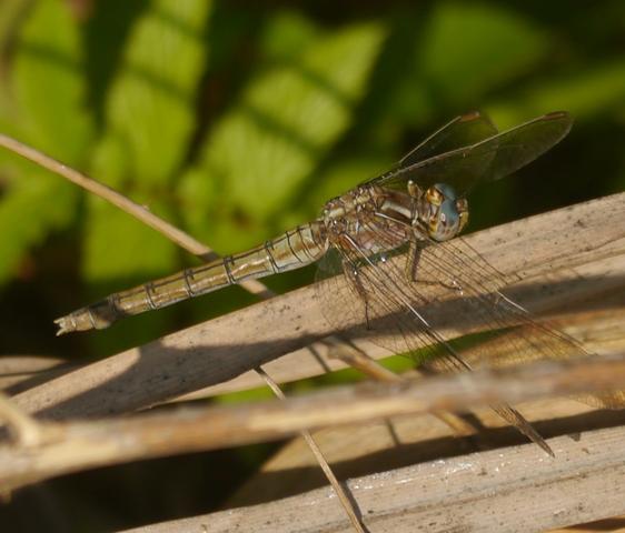 Los colores de las libélulas: azul (Orthetrum coerulescens)