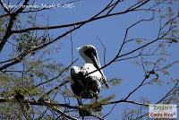 Higuerillas -Guanacaste- a Punta Morales -Puntarenas-