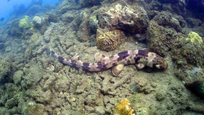 tiburón caminante Hemiscyllium halmahera