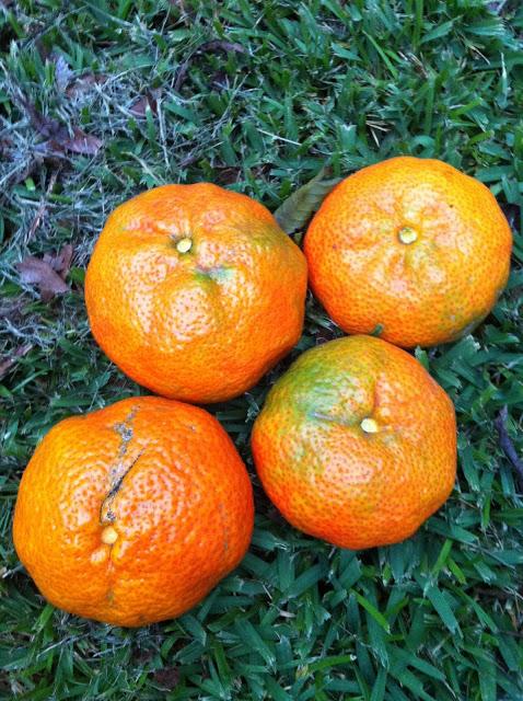 Bizcocho de mandarinas y mermelada casera de naranja
