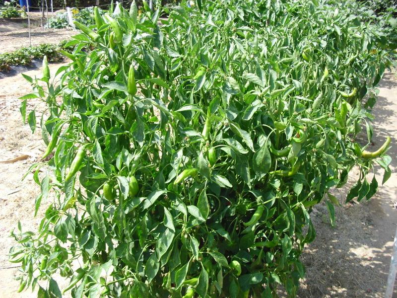 LA ACTIVIDAD EN EL HUERTO EN AGOSTO 2013