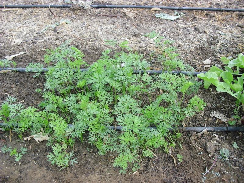 LA ACTIVIDAD EN EL HUERTO EN AGOSTO 2013