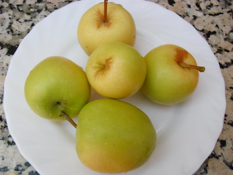 LA ACTIVIDAD EN EL HUERTO EN AGOSTO 2013