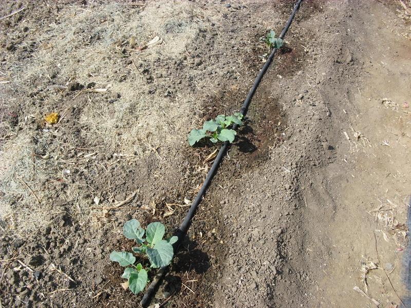 LA ACTIVIDAD EN EL HUERTO EN AGOSTO 2013