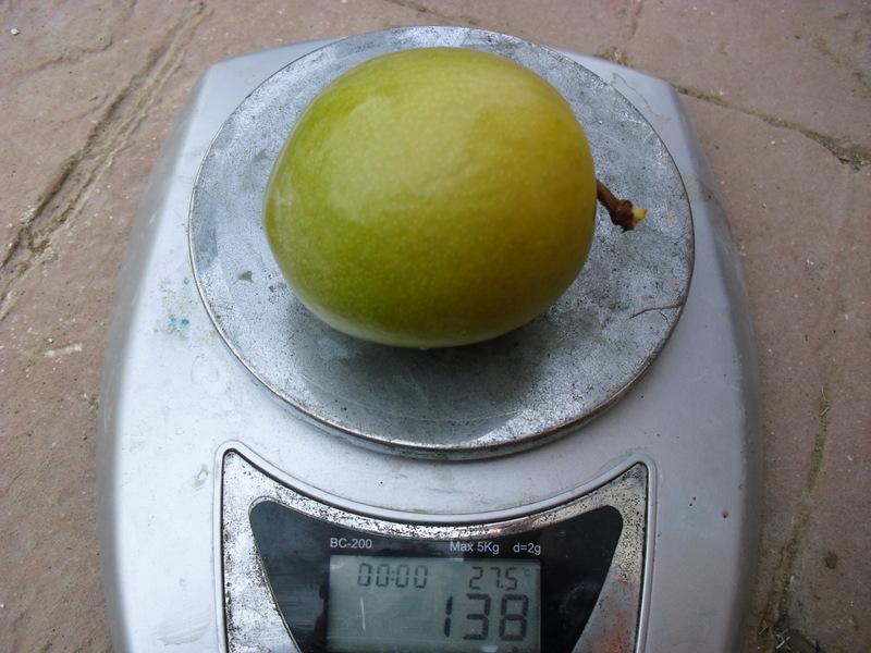 LA ACTIVIDAD EN EL HUERTO EN AGOSTO 2013