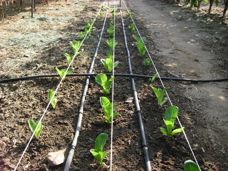 LA ACTIVIDAD EN EL HUERTO EN AGOSTO 2013