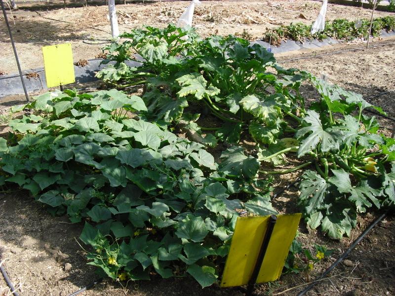 LA ACTIVIDAD EN EL HUERTO EN AGOSTO 2013