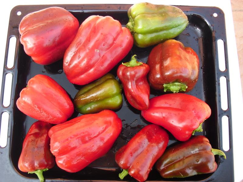 LA ACTIVIDAD EN EL HUERTO EN AGOSTO 2013