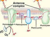 Introducción funcionamiento fotosistemas