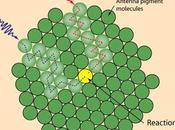 Flujo energía entre clorofilas